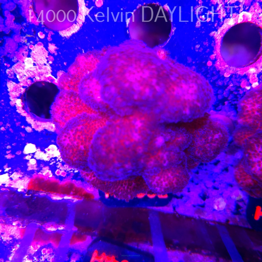 Pocillopora verrucosa PINK (01.06.2026) H4-004  7cm