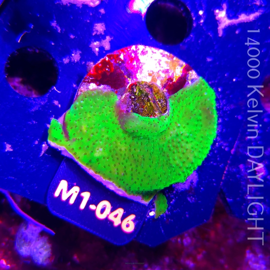 Acropora sp. AUSTRALIA (12.06.2026) M1-046  4cm