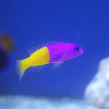 Pseudochromis paccagnellae 4 cm