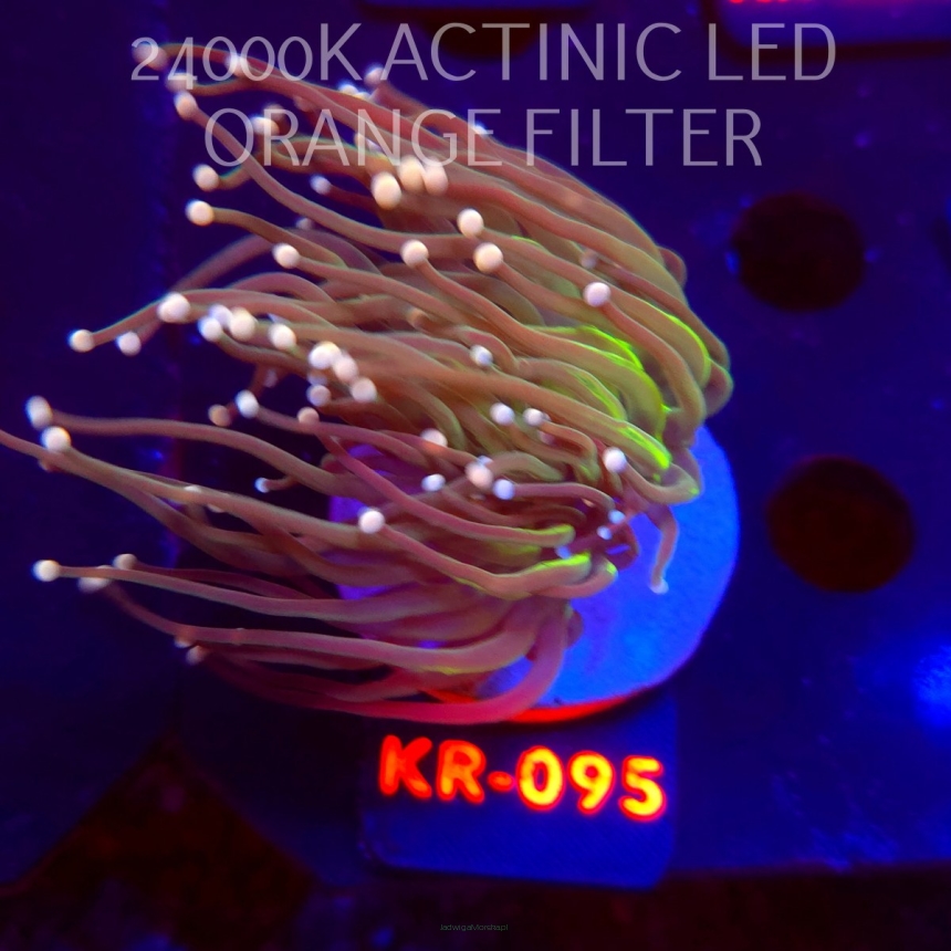 Euphyllia glabrescens GREEN PREMIUM TORCH (04.12.2025) KR-095