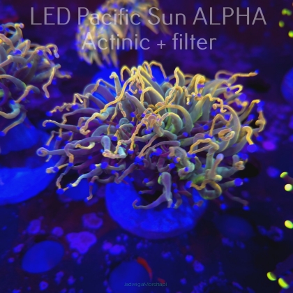  Euphyllia glabrescens Aussie GOLD 24K TORCH (03.02.2024)