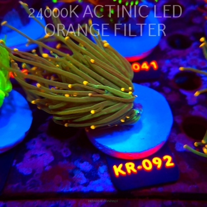 Euphyllia glabrescens DRAGON SOUL GOLD TIP (01.09.2026) KR-092