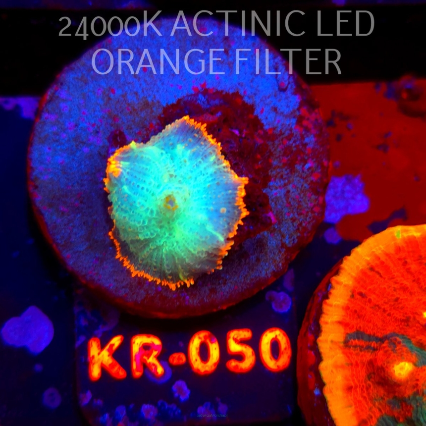 Rhodactis inchoata TEQUILA SUNRISE (01.06.2026) KR-050