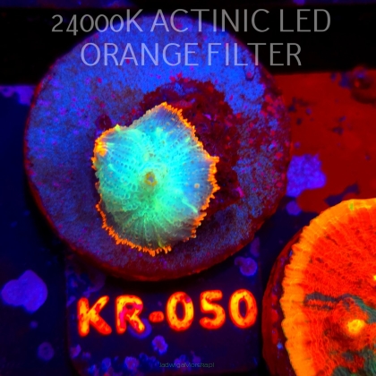 Rhodactis inchoata TEQUILA SUNRISE (01.06.2026) KR-050