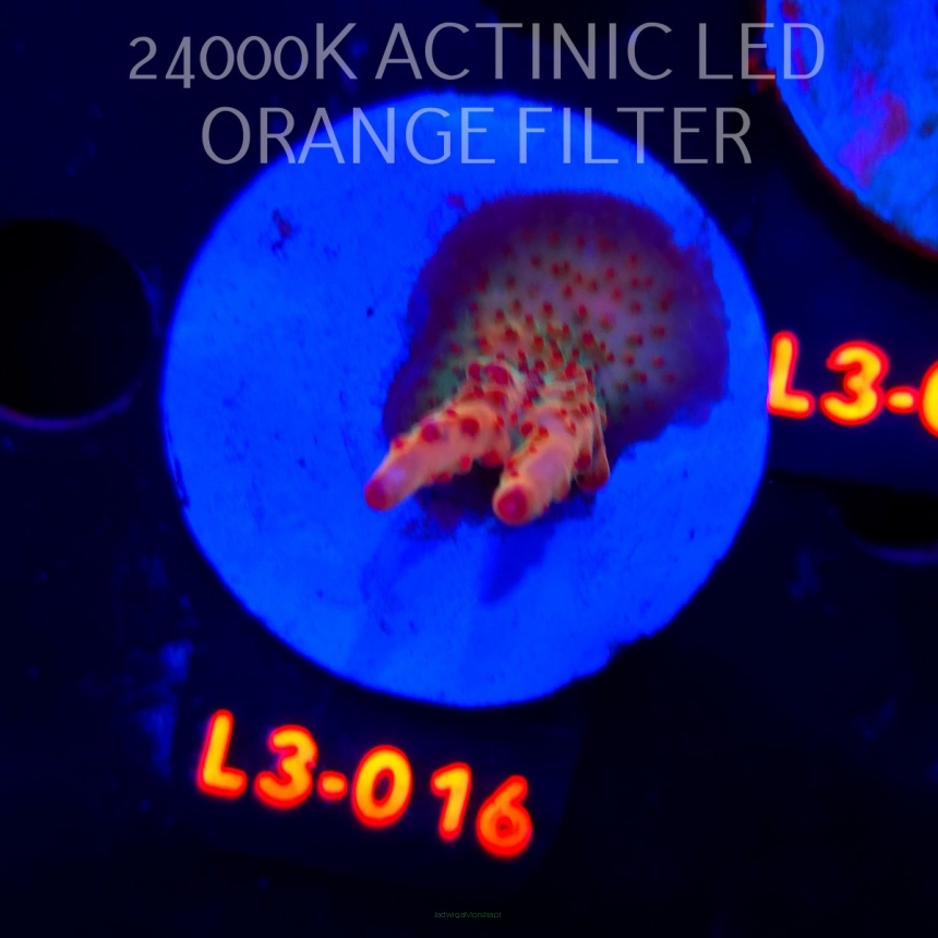 Acropora JMC PINK DREAM (08.05.2026) L3-016  3cm