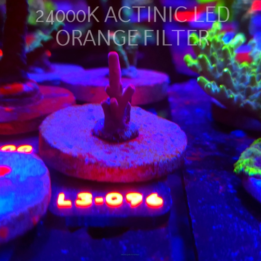 Acropora JMC PINK DREAM (04.01.2026) L3-096  2cm