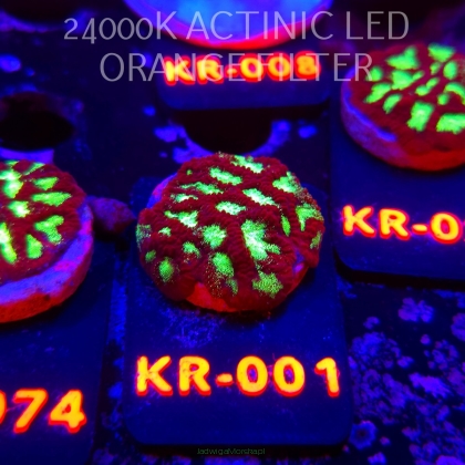 Goniastrea JASON FOX ACI FIRESTORM (10.10.2025) KR-001  3cm