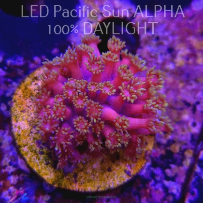 Goniopora sp AUSTRALIA ULTRA PINK+YELLOW+WHITE UNIQUE (09.06.2024) MM1-I-16