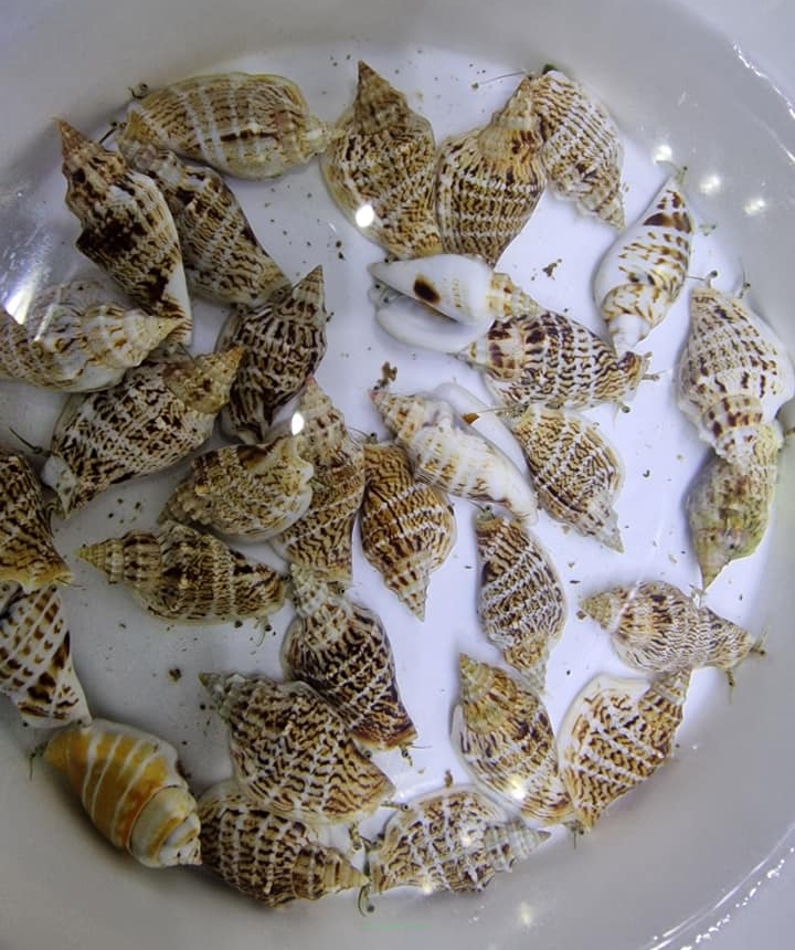 Strombus sp XXL 6-7cm