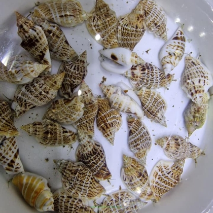 Strombus sp XXL 6-7cm