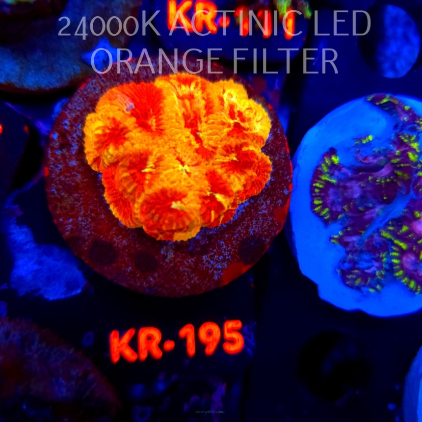 Favites ULTRA War Coral (20.04.2026) KR-195  4cm