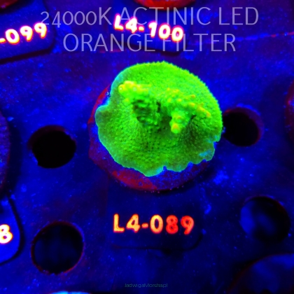 Acropora RR RAINBOW LOOM  (20.05.2026) L4-089  4cm
