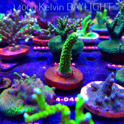 Acropora formosa TOXIC GREEN (19.05.2026) L4-048  6cm