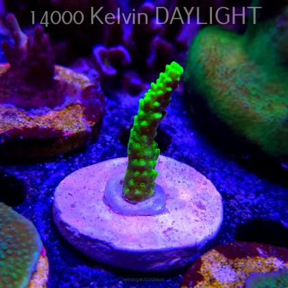 Acropora sp. AUSTRALIA  (21.06.2025) L4-II-24  5cm