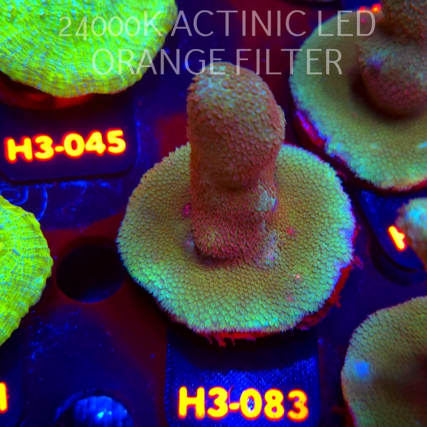 Porites cylindrica YELLOW (01.06.2026) H3-083  7cm