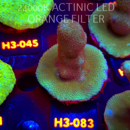 Porites cylindrica YELLOW (01.06.2026) H3-083  7cm