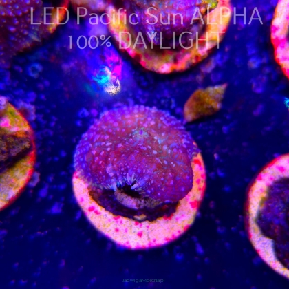 Rhodactis WWC LEMON HAZE (23.01.2025)