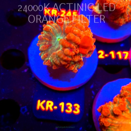 Blastomussa wellsi TG BLASTING RED (01.06.2026) KR-133