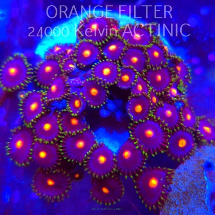 Zoanthus sp. (05.03.2025) 35P+