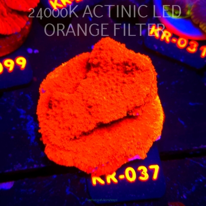 Montipora RED EAST AUSTRALIA (01.06.2026) KR-037  6cm