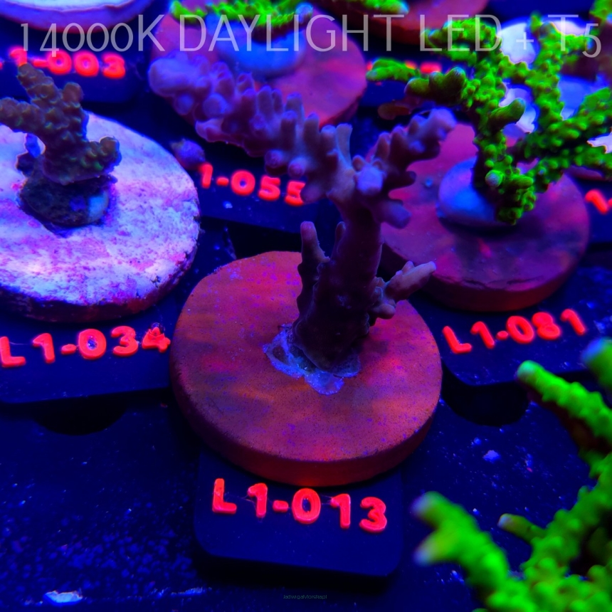 Acropora sp. AUSTRALIA (11.10.2025) L1-013  7cm