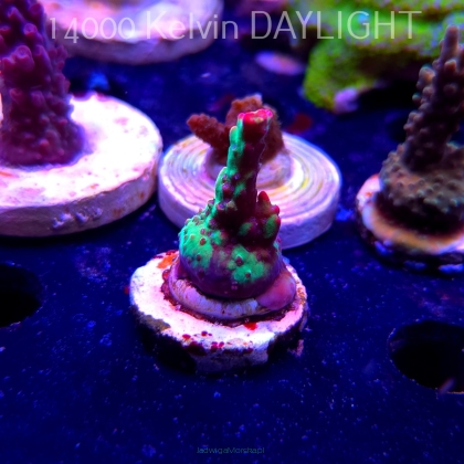Acropora FOREST FIRE (20.03.2025) L1-II-14  4cm