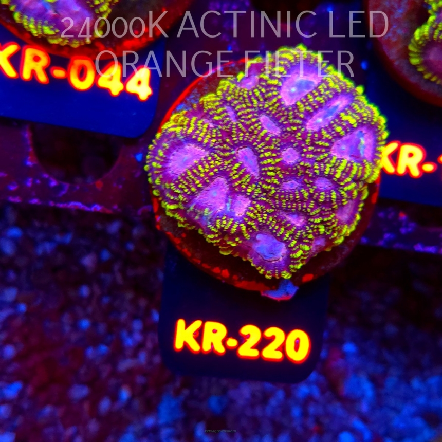 Favia WWC SPACE MONKEY (18.07.2026) KR-220  5cm