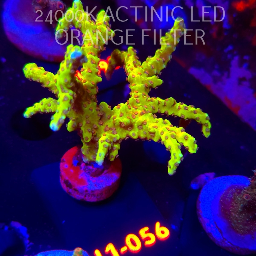 Anacropora forbesi RED-GREEN GOBLIN (02.02.2026) H1-056  9cm