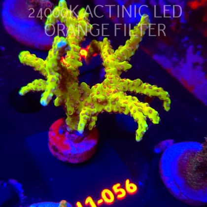 Anacropora forbesi RED-GREEN GOBLIN (02.02.2026) H1-056  9cm