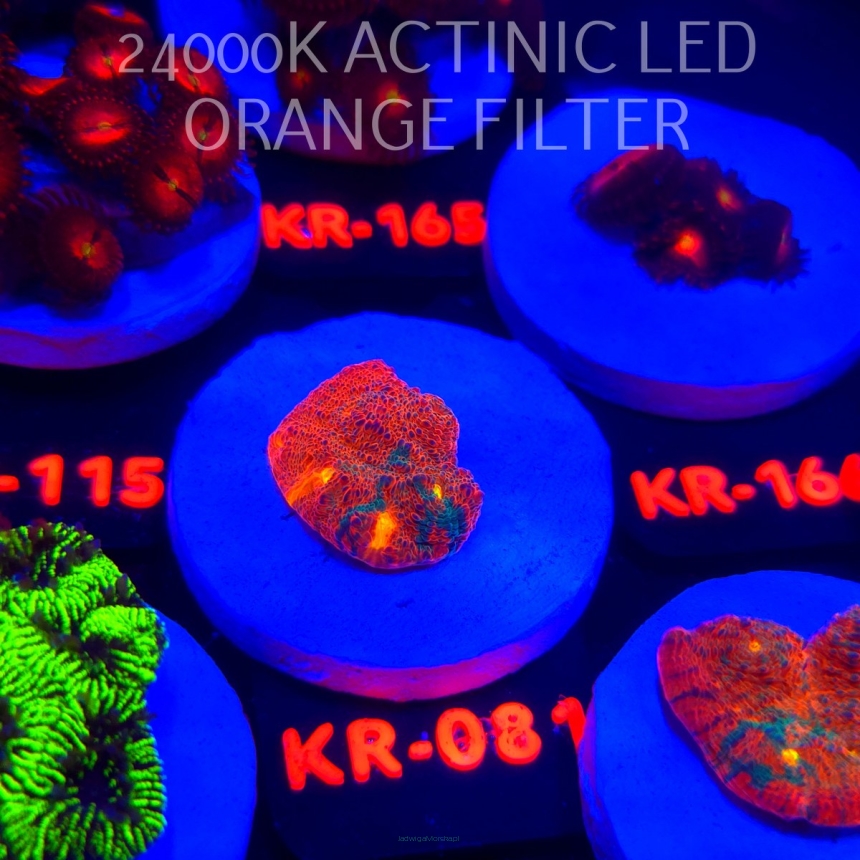  Echinophyllia COPPER CANYON (22.01.2026) KR-081  2cm