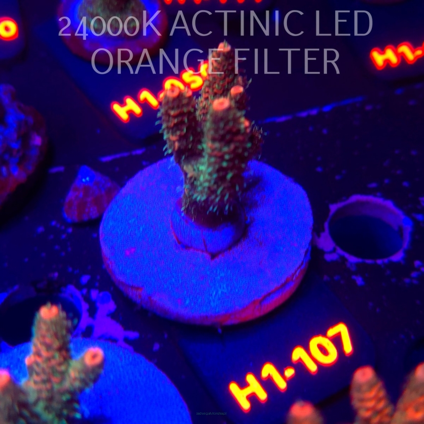 Acropora MILLEPORA JF SOLAR FLAME (02.02.2026) H1-104  4cm