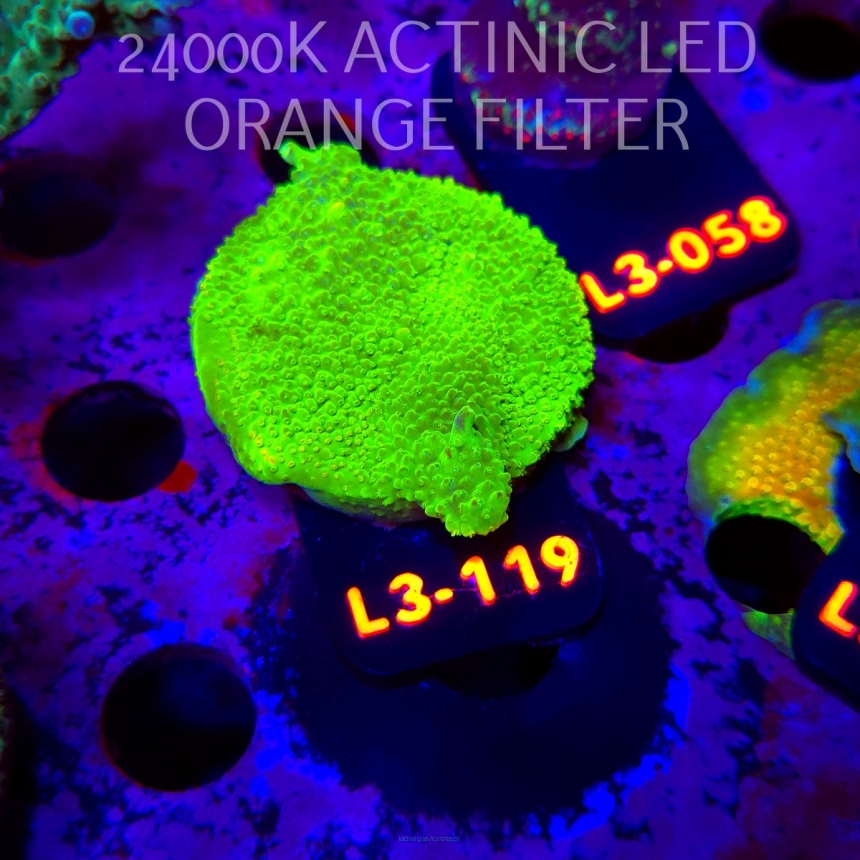 Acropora sp. AUSTRALIA (05.01.2026) L3-119  5cm