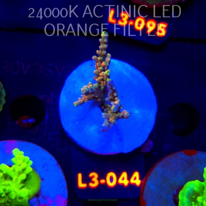 Acropora sp. PREMIUM AUSTRALIA (09.05.2026) L3-044  5cm