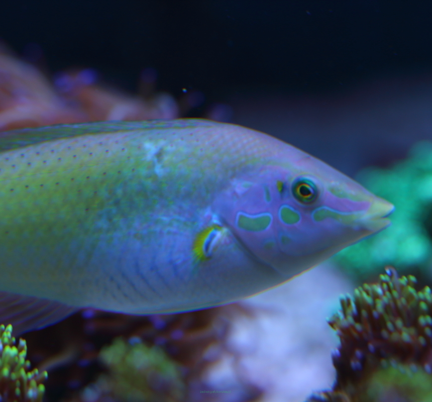Halichoeres chloropterus rozmiar 14-15 cm