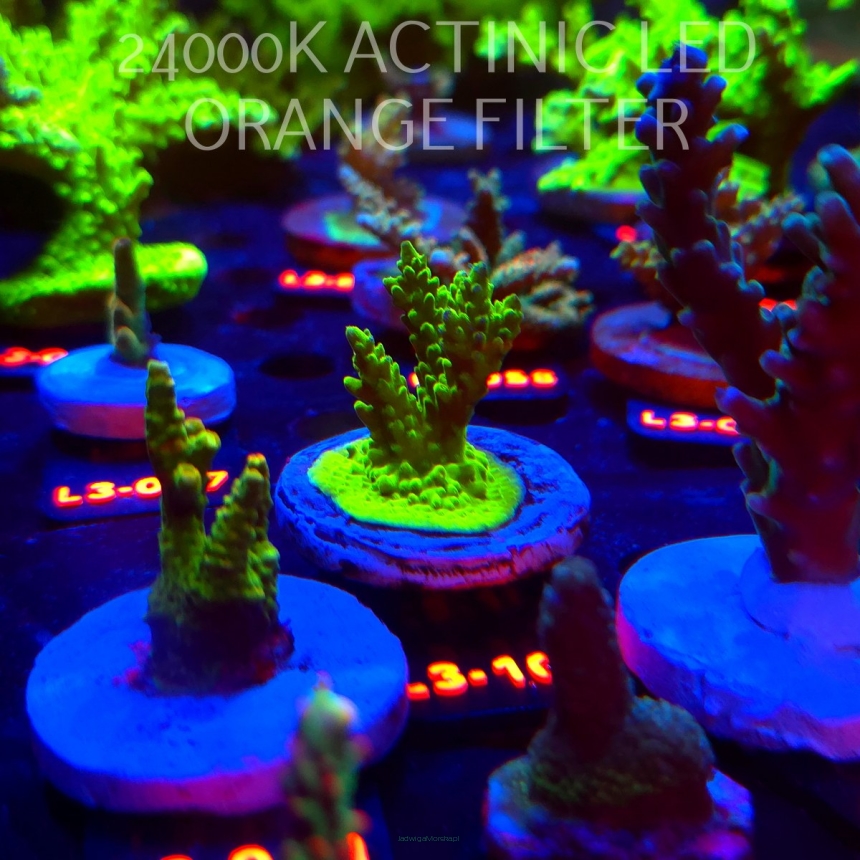 Acropora sp. PREMIUM AUSTRALIA (08.05.2026) L3-105  5cm
