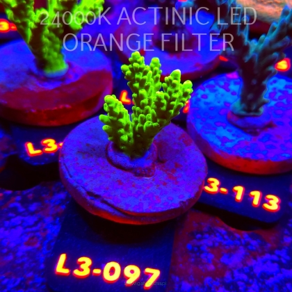 Acropora sp. PREMIUM AUSTRALIA (05.01.2026) L3-097  5cm