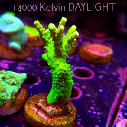 Acropora formosa TOXIC GREEN (07.04.2025) MM6-II-16  6cm
