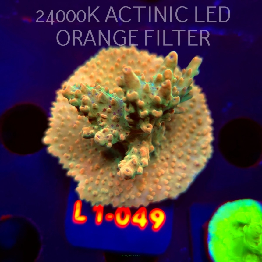 Acropora sp. PREMIUM AUSTRALIA  (03.08.2026) L1-049  5cm