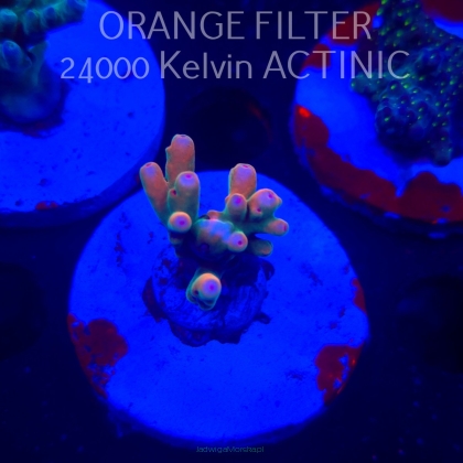  Acropora TSA RAINBOW FEVER (20.03.2025) L1-II-19  3cm