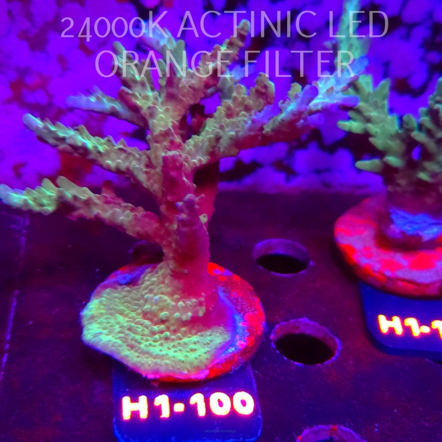 Acropora sp. (24.05.2026) H1-100  11cm