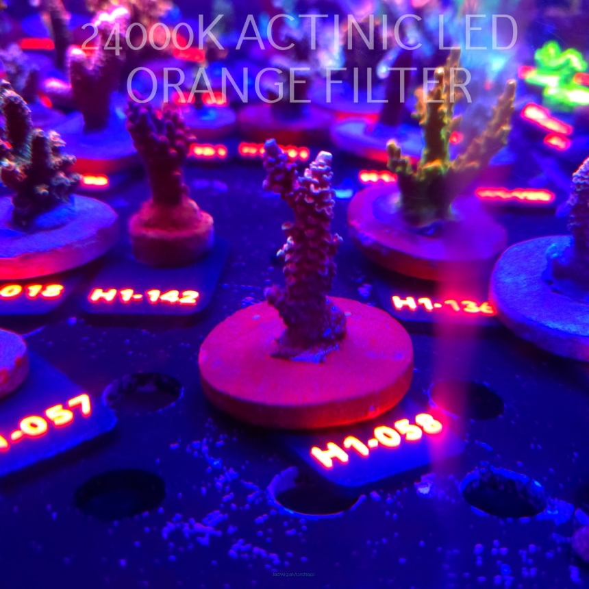 Acropora sp. (04.02.2026) H1-058  5cm