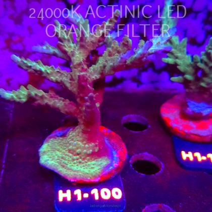 Acropora sp. (24.05.2026) H1-100  11cm