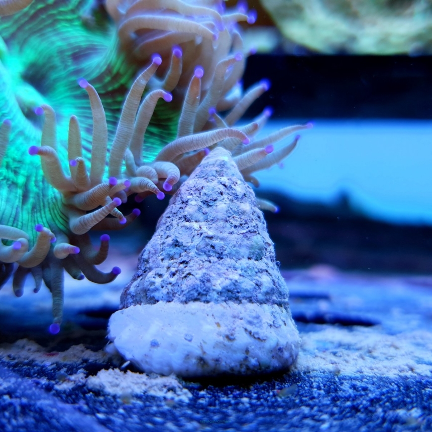 Tectus niloticus