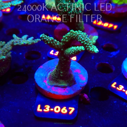 Acropora sp. PREMIUM AUSTRALIA (09.05.2026) L3-067  8cm