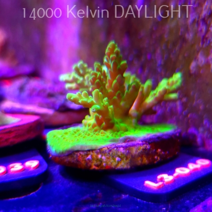 Acropora aculeus ELECTRIC GREEN (10.09.2026) L3-040  7cm