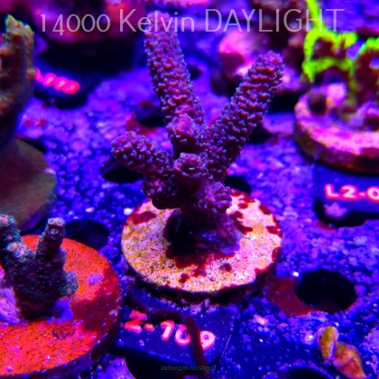 Acropora sp. AUSTRALIA (17.03.2026) L2-109  8cm