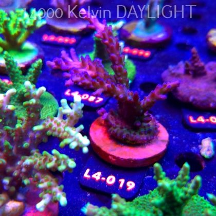 Acropora EC Frankie's Kryptonite (20.05.2026) L4-019  10cm