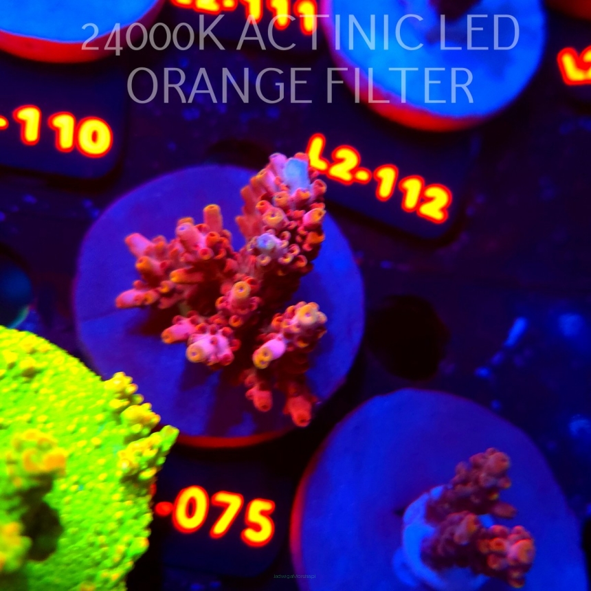 Acropora LORIPES PINK LEMONADE (14.08.2026) L2-075  5cm