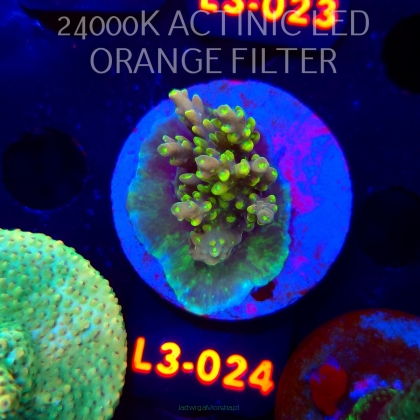 Acropora sp. PREMIUM AUSTRALIA (08.05.2026) L3-024  4cm