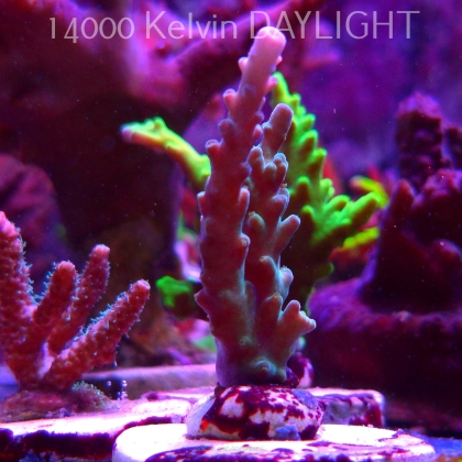 Acropora sp. AUSTRALIA (19.06.2025) L3-I-5  7cm